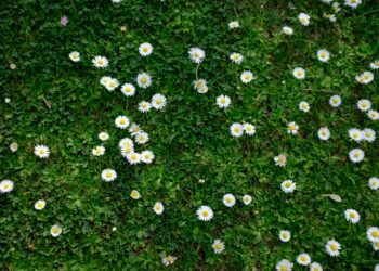 Una mattina serena di primavera: Una passeggiata all’orto