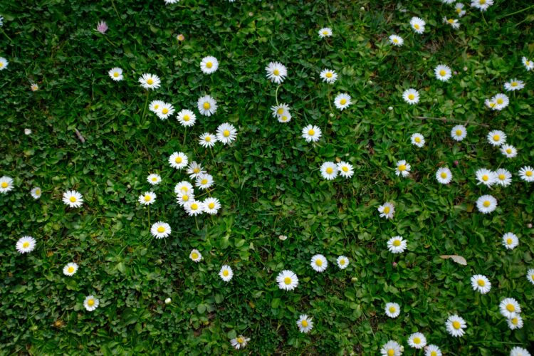 Una mattina serena di primavera: Una passeggiata all’orto