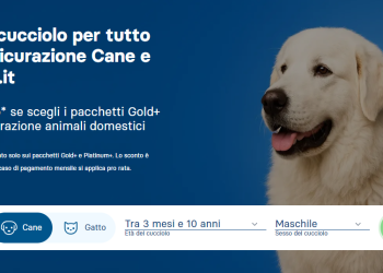 Eleganza e Funzionalità: Lo Stile Unico di Canegatto