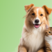 Il mondo di RobinsonPetShop e la cura degli animali domestici