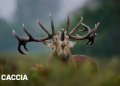 Perché Armería Álvarez è un punto di riferimento per gli appassionati di attività all’aria aperta