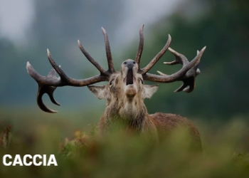 Perché Armería Álvarez è un punto di riferimento per gli appassionati di attività all’aria aperta