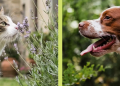 Kippy: tecnologia al servizio della sicurezza degli animali