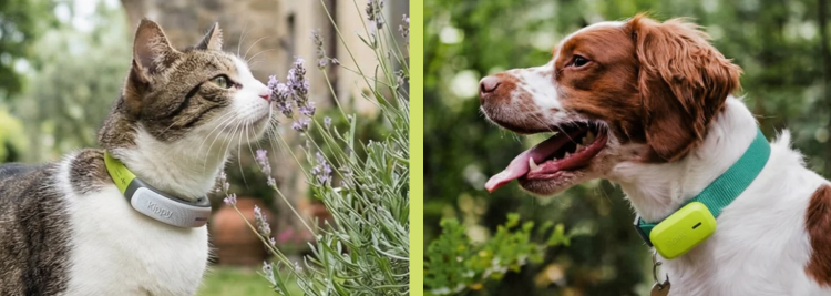 Kippy: tecnologia al servizio della sicurezza degli animali